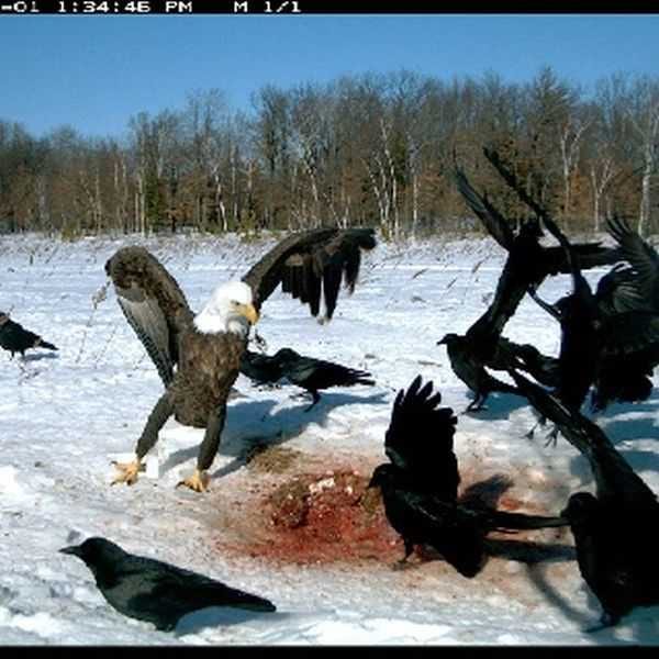 Funny And Crazy Trail Cam Pictures 006