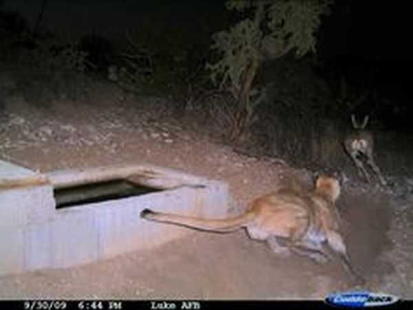 Funny And Crazy Trail Cam Pictures 007