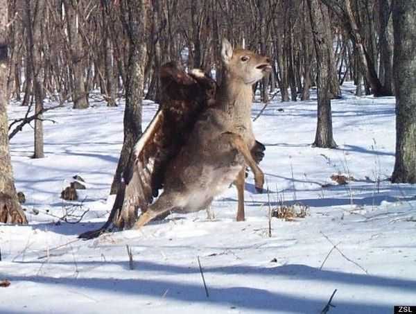 FunnyAndCrazyTrailCamPictures010