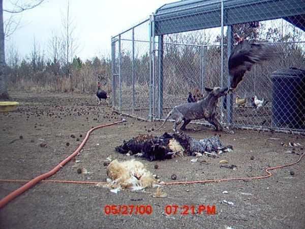 Funny And Crazy Trail Cam Pictures 012