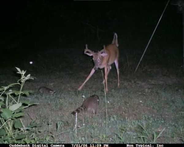 Funny And Crazy Trail Cam Pictures 013