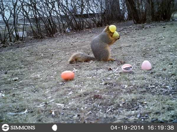 Funny And Crazy Trail Cam Pictures 014