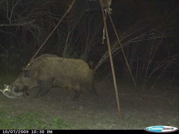 Funny And Crazy Trail Cam Pictures 016