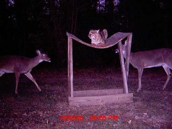 Funny And Crazy Trail Cam Pictures 017