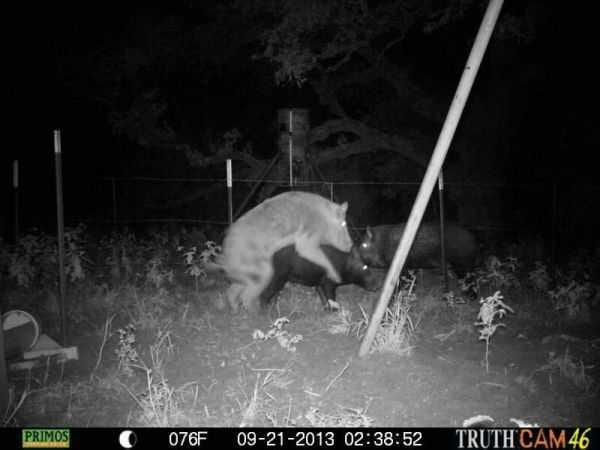 Funny And Crazy Trail Cam Pictures 019