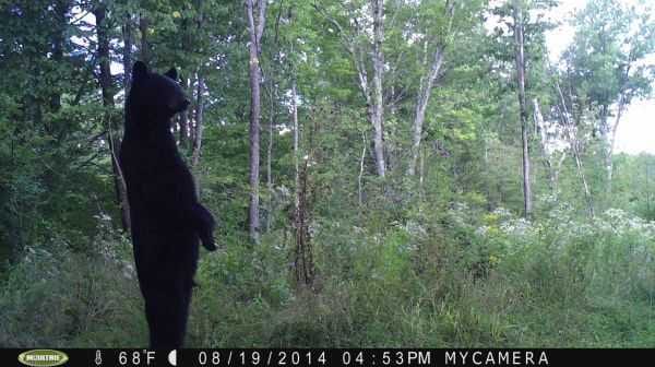 FunnyAndCrazyTrailCamPictures022