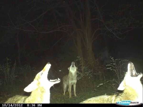 Funny And Crazy Trail Cam Pictures 023