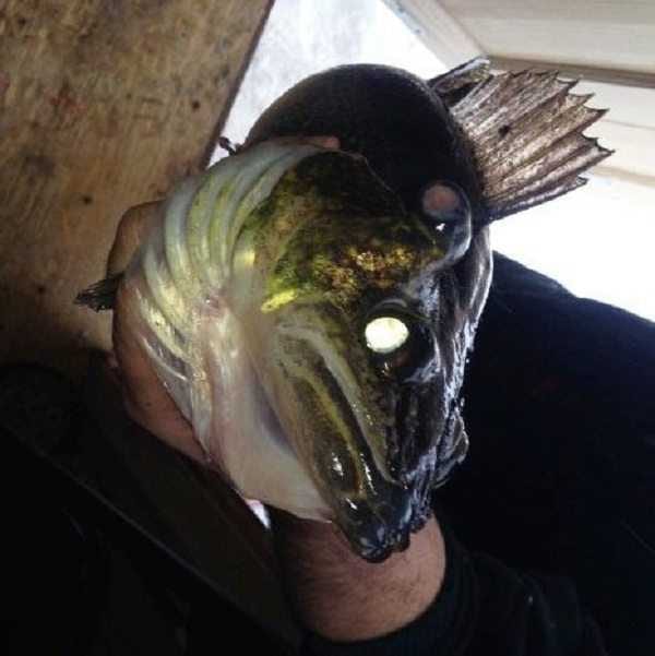 Three Eyed Walleye From Lake Nipssing  “ThreeEyed Louie” Pictures