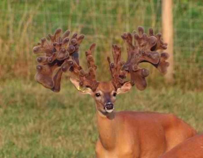 Crazy Big Farm Raised Bucks Pictures 010