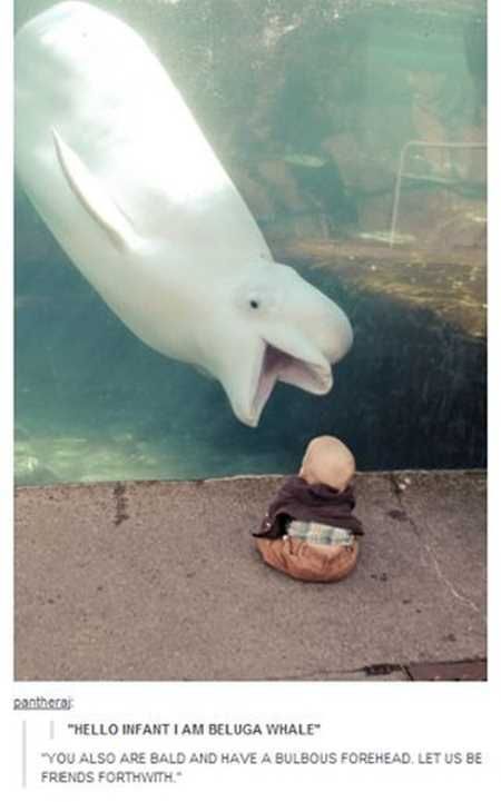 Funny Animal Pics That Will Make You Smile 5002