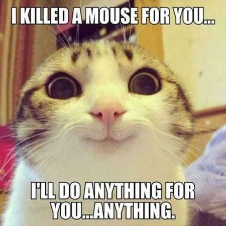Funny Animal Pics That Will Make You Smile 5004