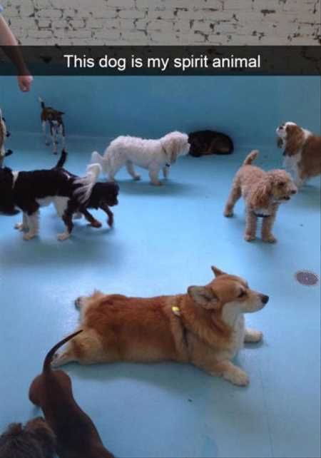 Funny Animal Pics That Will Make You Smile 5011