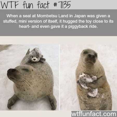 Funny Animal Pics That Will Make You Smile 5017