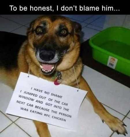 Funny Animal Pics That Will Make You Smile 5021