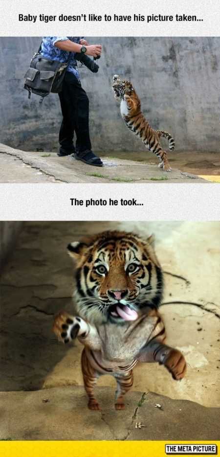 Funny Animal Pics That Will Make You Smile 5023