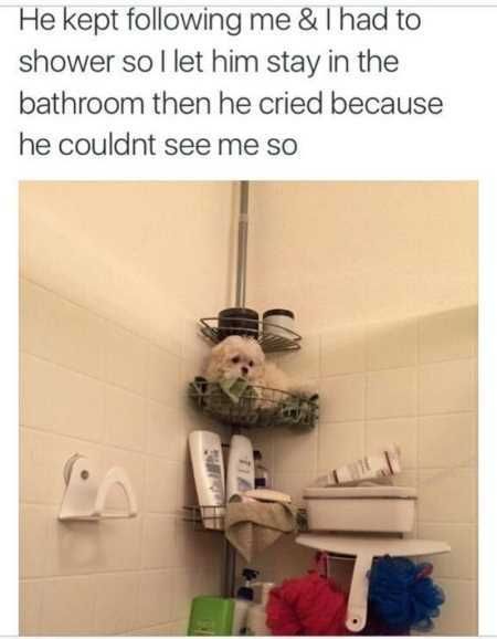 Funny Animal Pics That Will Make You Smile 5026
