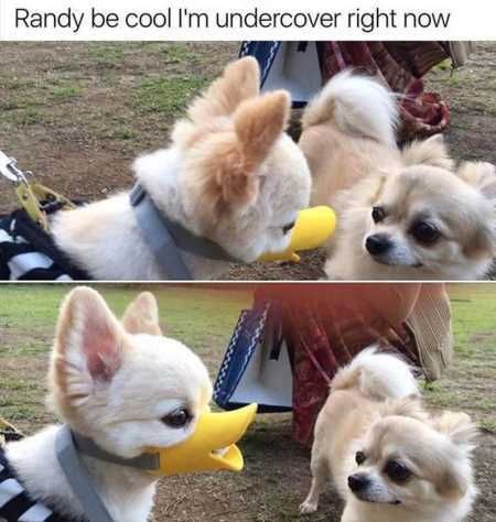 Funny Animal Pics That Will Make You Smile 5027