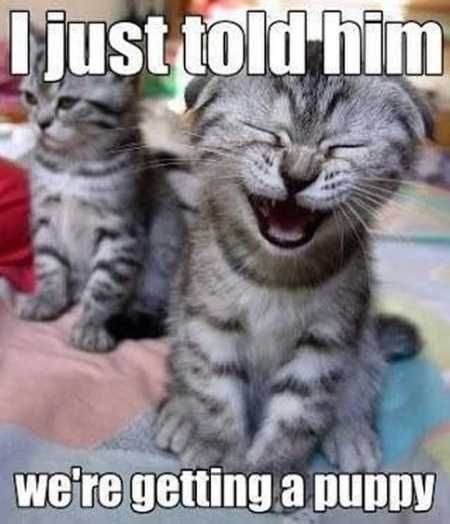 Funny Animal Pics That Will Make You Smile 5028
