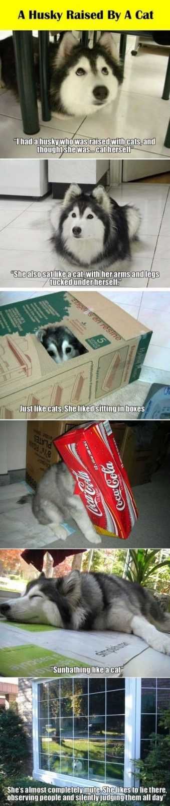Funny Animal Pics That Will Make You Smile 5029