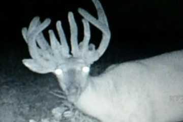 Missouri Hunter Bags A 22 Point Doe Video Featured
