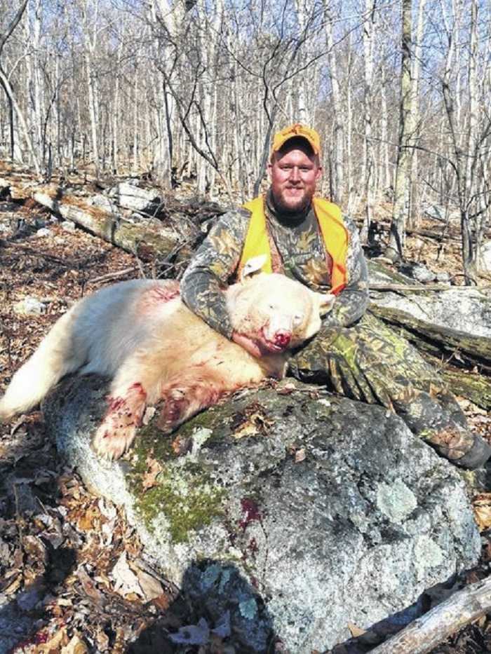 Rare Albino Bear Taken In Pennsylvania Pictures (2)