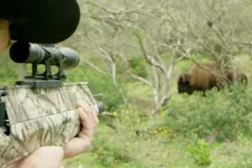 Jim Shockey Takes Down A Buffalo With The New Benjamin Pioneer Airbow Featured