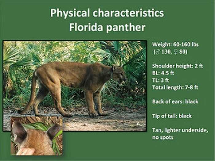 Florida Bobcat Catches A Shark Pictures 002