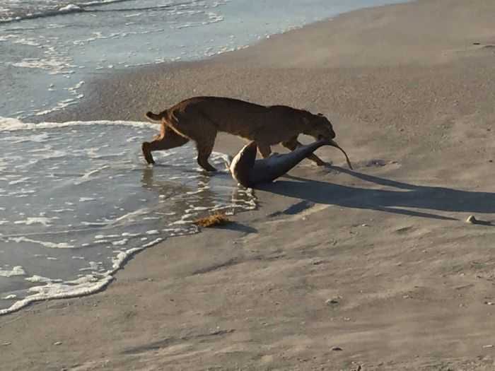 Florida Bobcat Catches A Shark Pictures 004