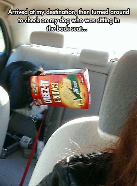 Hilarious Animal Pictures 501