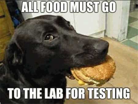 Hilarious Animal Pictures 503