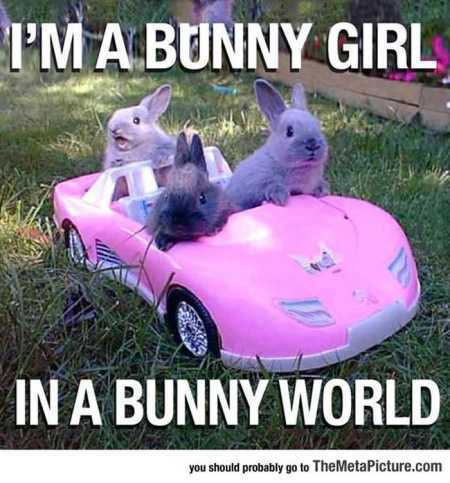 Hilarious Animal Pictures 505