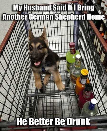 Hilarious Animal Pictures 506