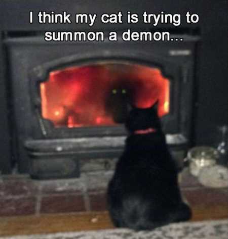 Hilarious Animal Pictures 507