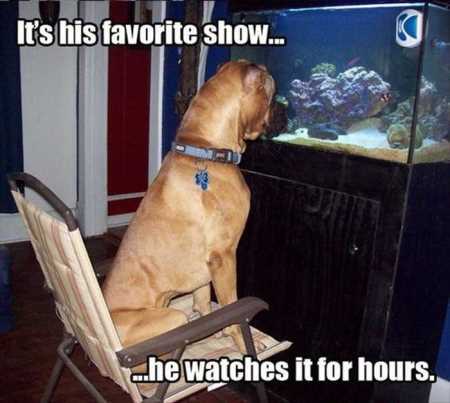 Hilarious Animal Pictures 509