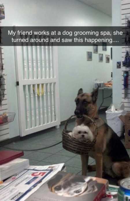 Hilarious Animal Pictures 516