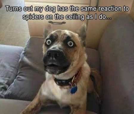 Hilarious Animal Pictures 520