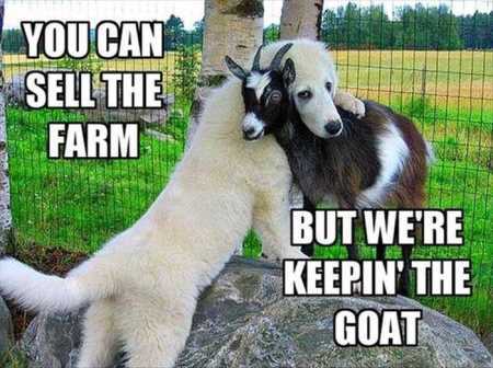 Hilarious Animal Pictures 525