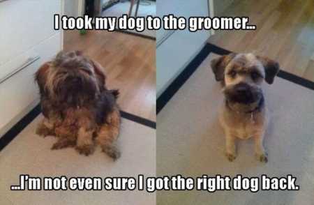 Hilarious Animal Pictures 526