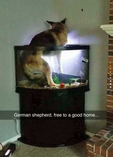 Hilarious Animal Pictures 528