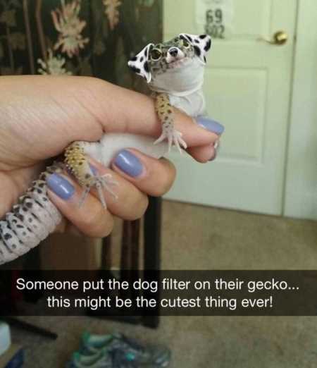 Hilarious Animal Pictures 531