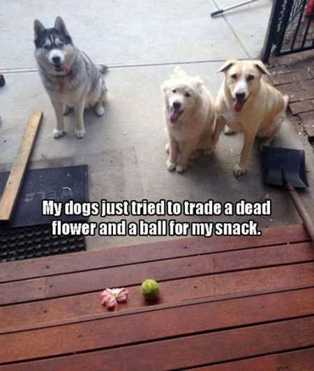 Hilarious Animal Pictures 533