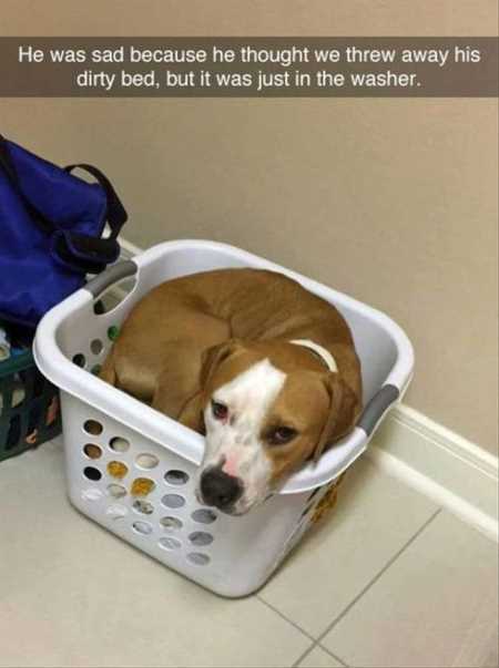 Hilarious Animal Pictures 534