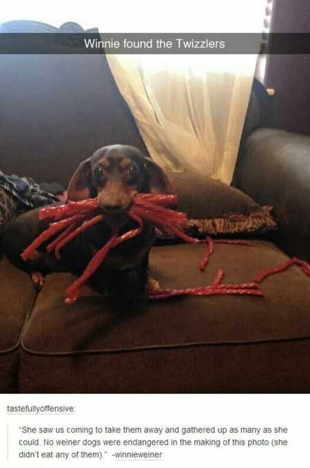 Hilarious Animal Pictures 536