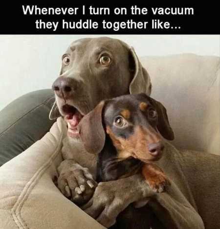 Hilarious Animal Pictures 537