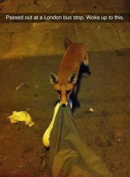 Hilarious Animal Pictures 538