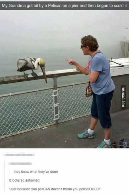 Hilarious Pictures 536