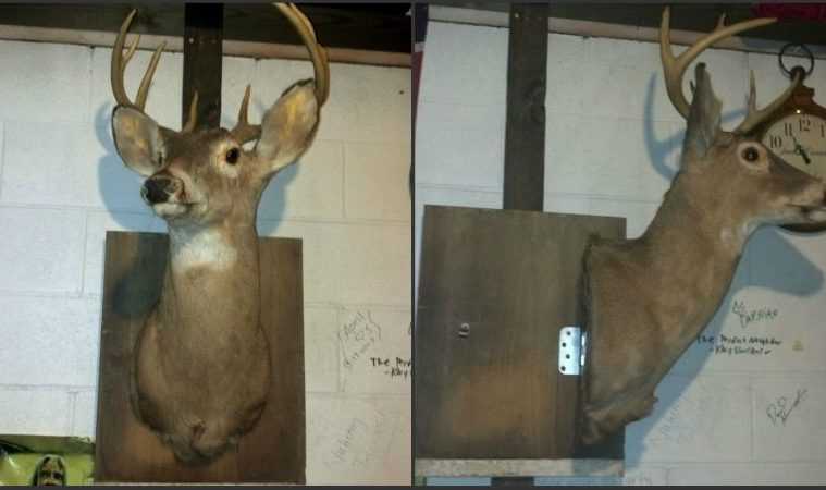 How Build A Hidden Compartment Into Your Deer Shoulder Mount Featured