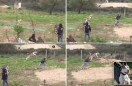 Meet Natsu The Long Jumping Dog  Watch Him Jump Over 20 Feet Featured