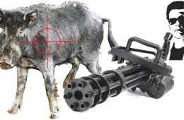 So Is It Ok To Hunt Feral Pigs With A Minigun Video Featured