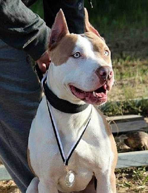 Natsu Champion Long Jump Dog